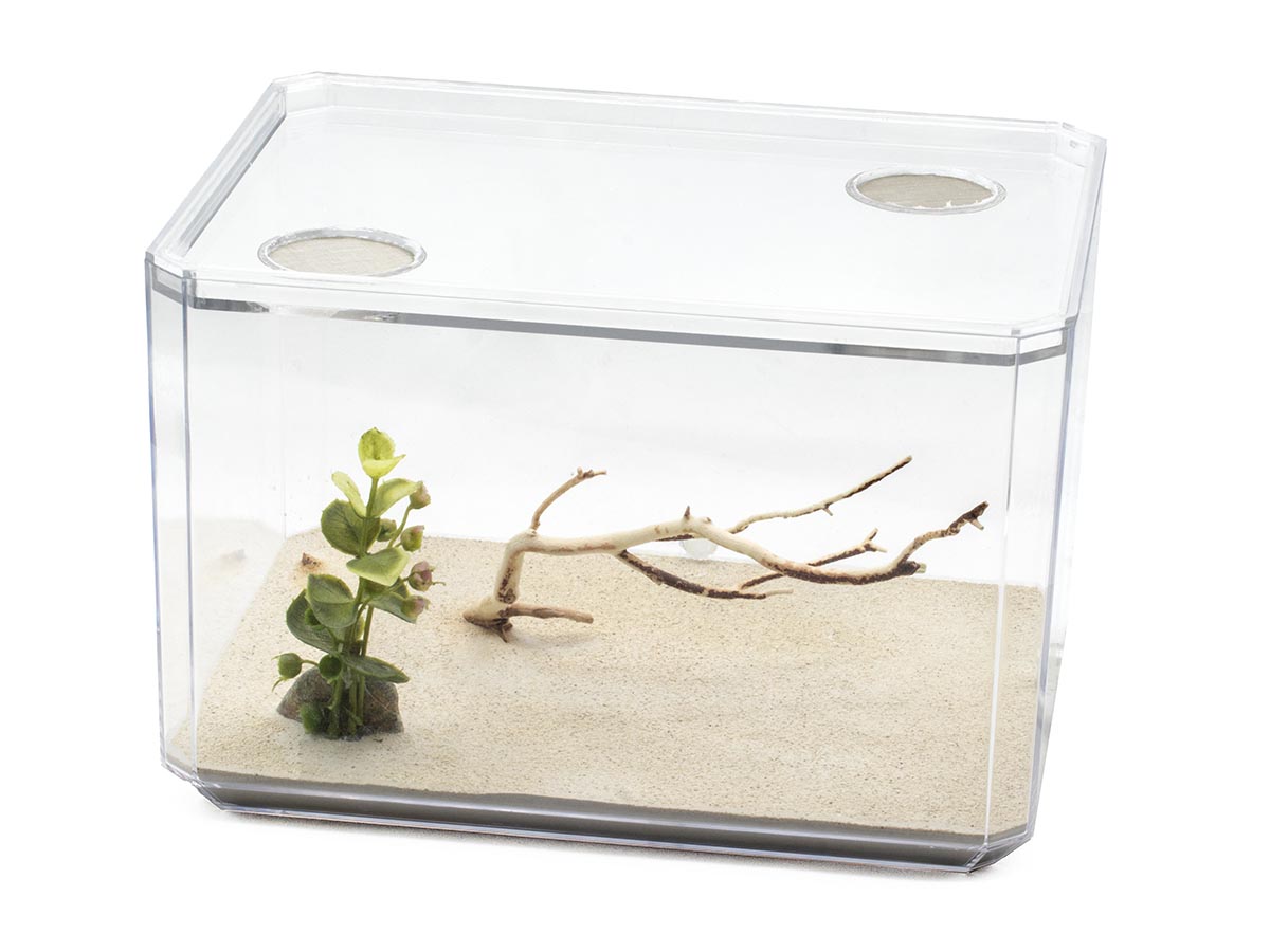 Foraging Container Ant Farming 101: Equpements
