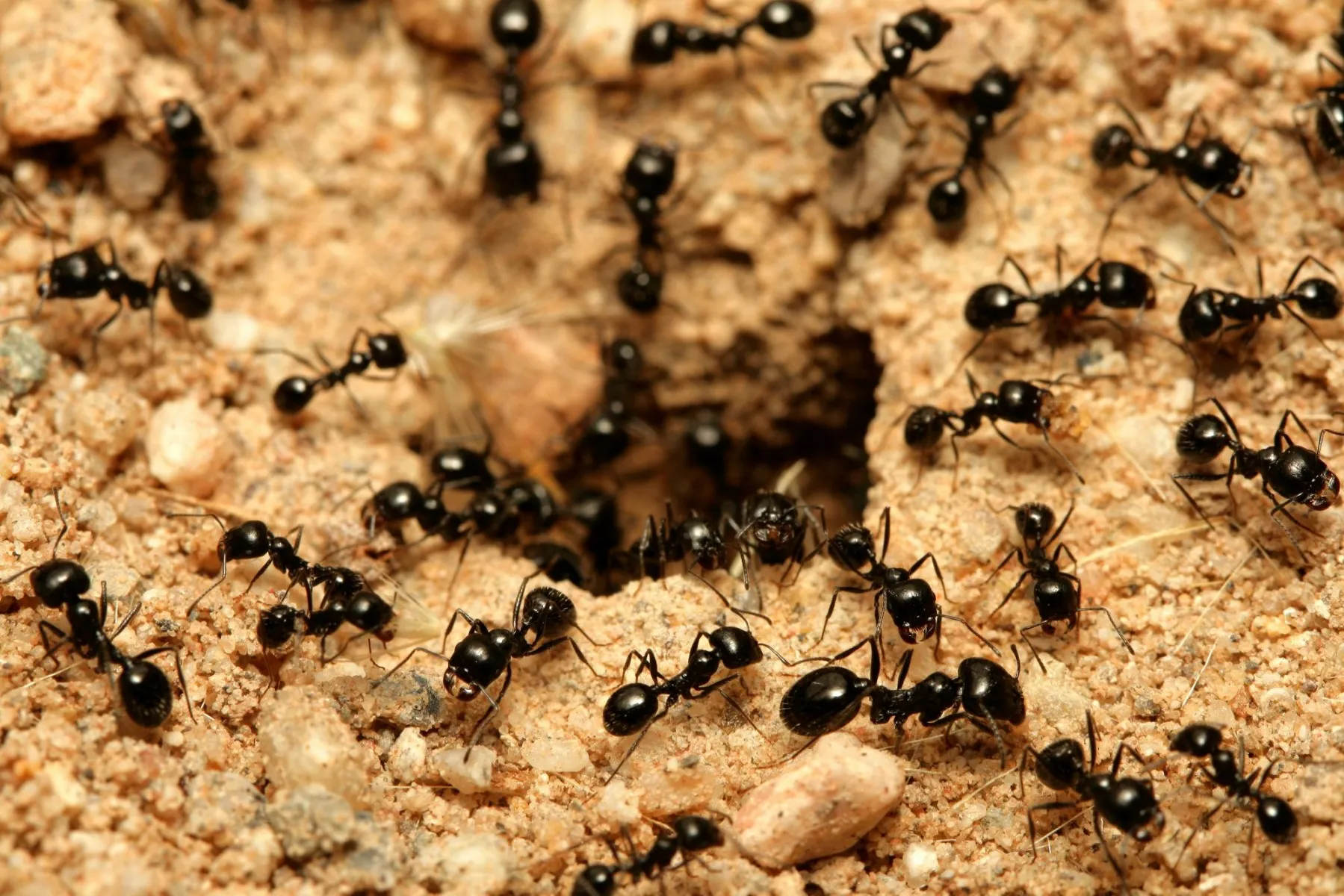 Ant Farming 101: Home